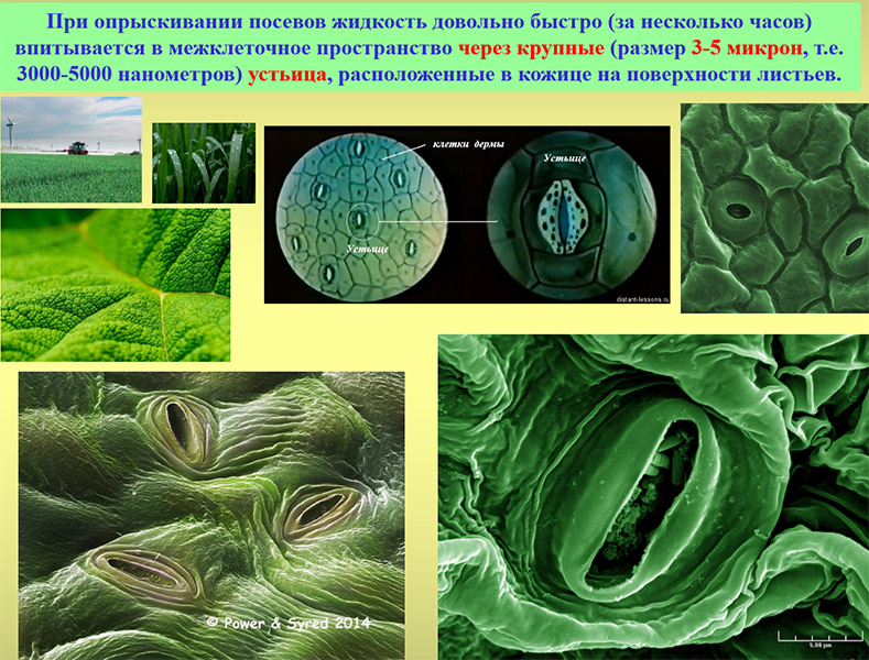 Слайд с описанием клетки