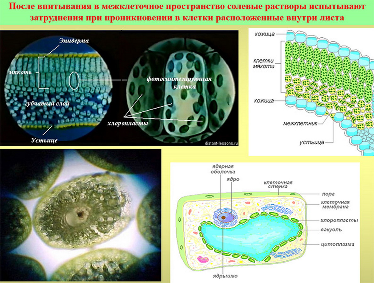 Слайд о проникновении в клетку