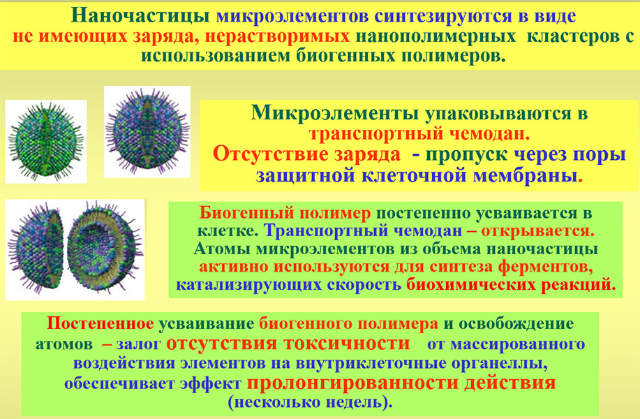 Слайд о проникновении в клетку